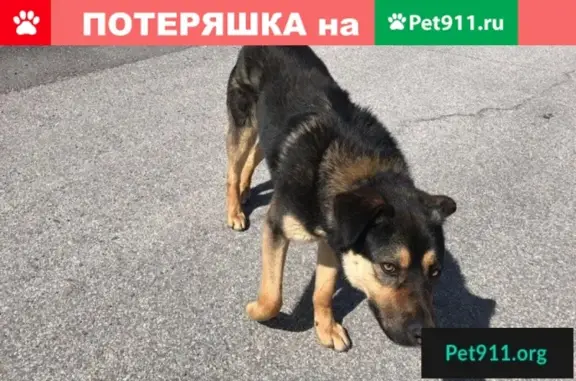 Найдена собака в Санкт-Петербурге, ищем хозяев или пристройку!