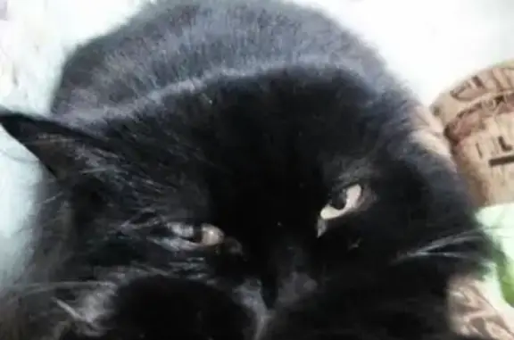 Пропала черная кошка с одним ушком возле Агнии Барто 13 (Приднепровск, Днепр)