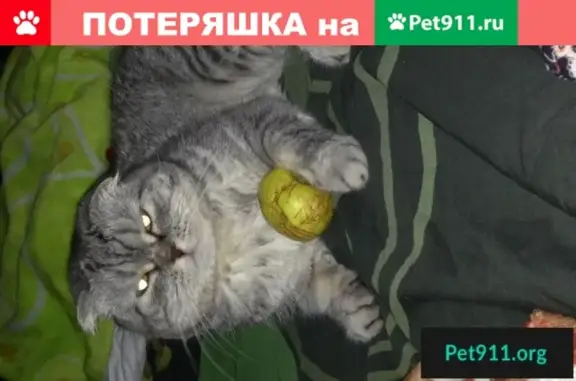 Пропала британская кошка на ул. Кузнецовская, д. 8.