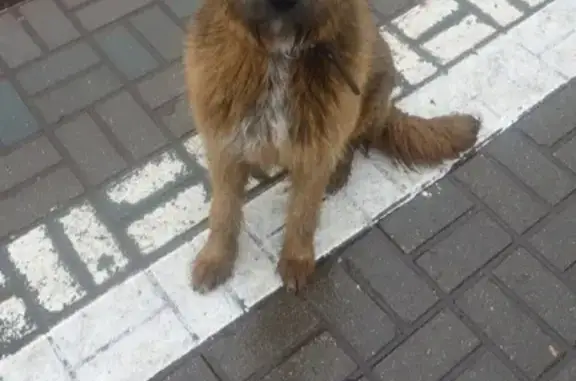Найдена собака в Раменском на платформе Фабричная