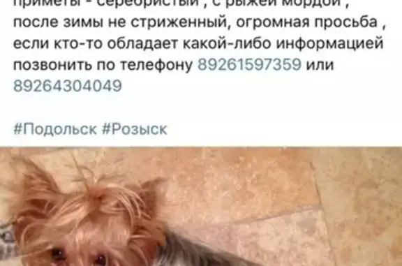 Пропала собака в Подольске на улице Силикатной