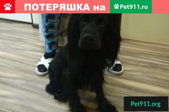 Найден чёрный кокер-спаниель в Ленинском районе, Мурманск