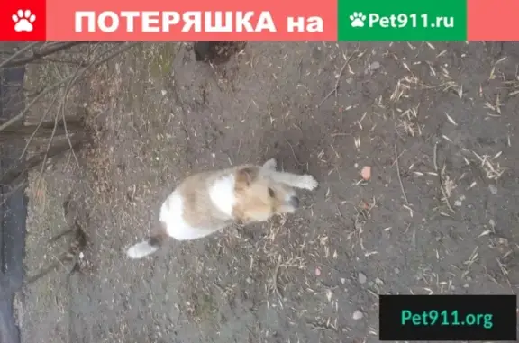 Собака найдена в Фрунзенском районе, нужна помощь в поиске хозяев.