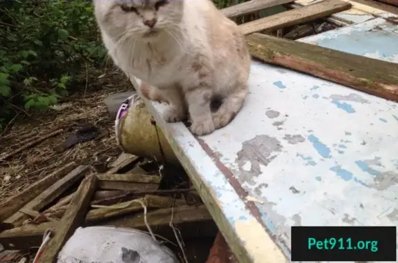 Найдены кошка и кот в Сочи на ул. Абовяна 65, ищем хозяев