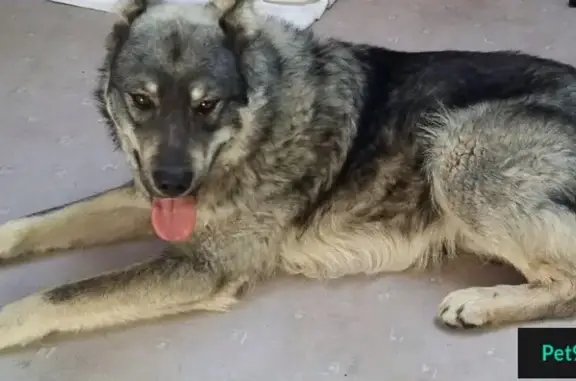 Найден пес на ул. Комсомольской в Тюмени