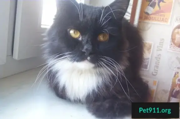 Найден кот, м. Домодедовская, черный с белой шейкой