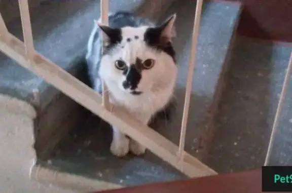 Найдена домашняя кошка на Седова/Елизарова в СПб