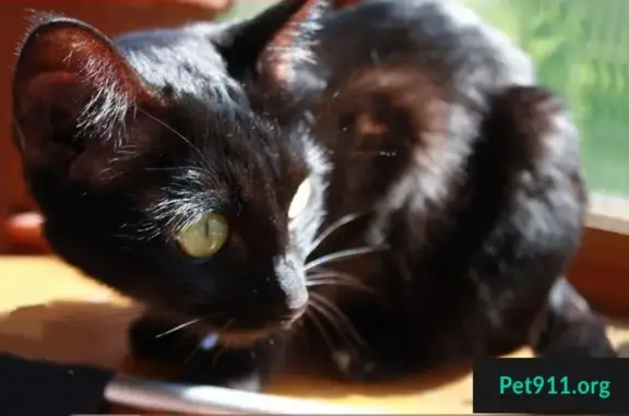 Пропала черная кошка с белым пятнышком, г. Подольск, ул. Ленинградская, д.4б.
