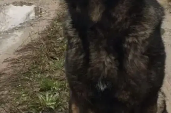 Пропала собака в Петрушино-1, немецкая овчарка Горда.