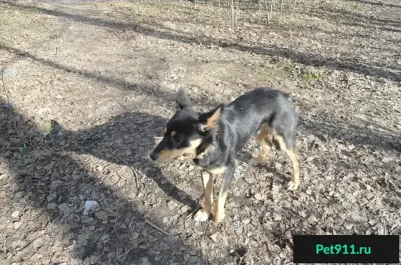 Потерян собачка Песик в Иваново, ищет хозяев.
