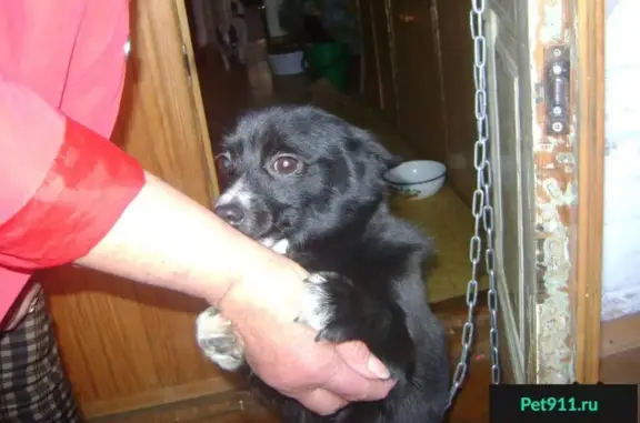 Найден щеночек с противоблошинным ошейником в Краснодаре