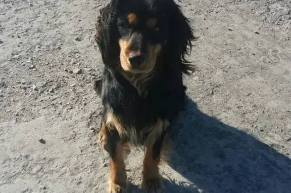 Найдена собака в Волгодонске
