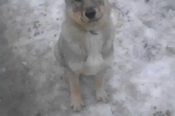 Найдена молодая собака в Новоселках