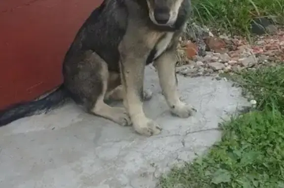 Пропала собака Полкан на ул. Бутома, Калуга