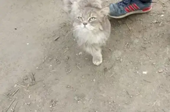 Найдена ласковая кошка на Комсомольском проспекте, 37А