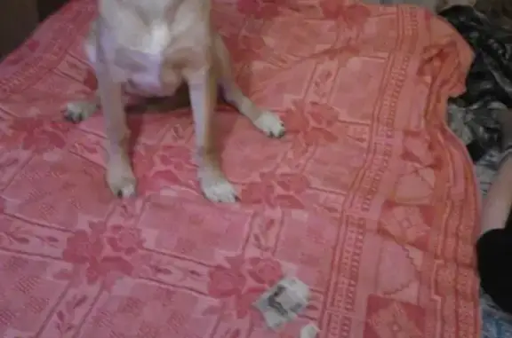 Пропала собака в Ростове на Ашхабадском переулке