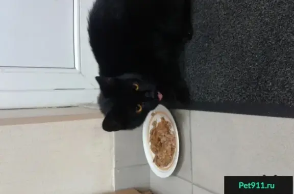 Найден чёрный кот в районе Древлянка с ошейником Алекс!