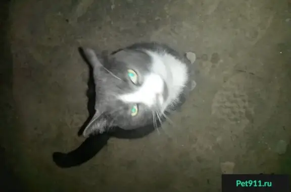 Найдена пепельная кошка с ошейником на Октябрьской, 24