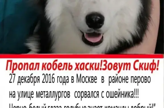 Пропала собака в Перово, Москва