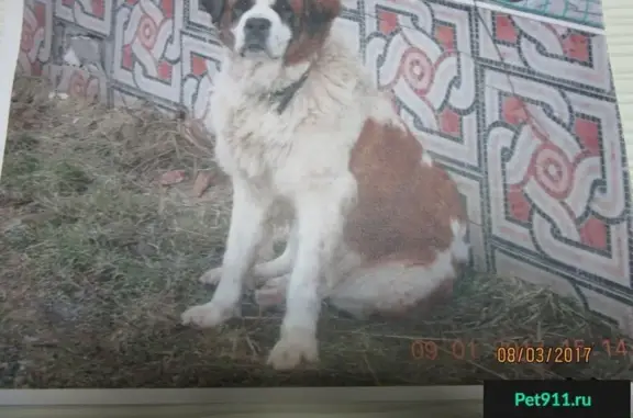 Пропала собака на ул. Герцена, Ставрополь