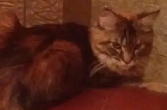 Пропала кошка на проспекте Союзном, Сормовский район