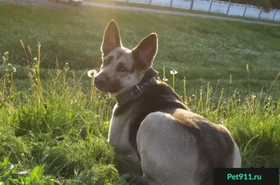 Пропала собака в районе Псковской-Октябрьской улиц, кличка Катя.