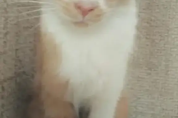 Найдена кошка в Измайлово, адрес: Измайловский проезд, 24к1