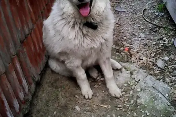 Найдена собака на ул. Огородная/Усиевича