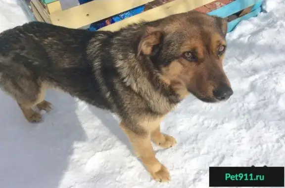 Найдена собака в Кирове, нужен новый хозяин