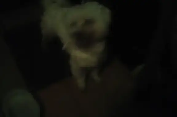 Найдена белая собака в Звенигороде