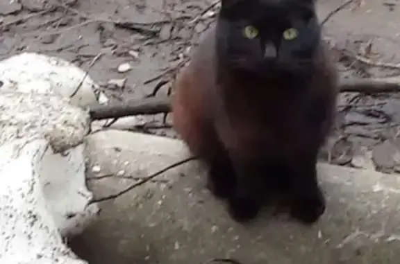 Найден кот в Одинцово на Красногорском шоссе