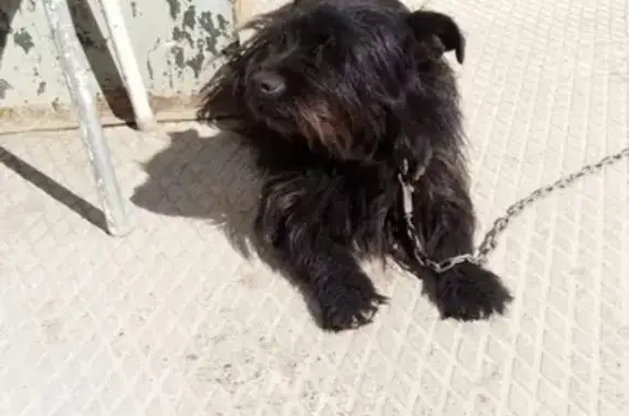 Найдена собака на ул. Сельская Богородская, 57