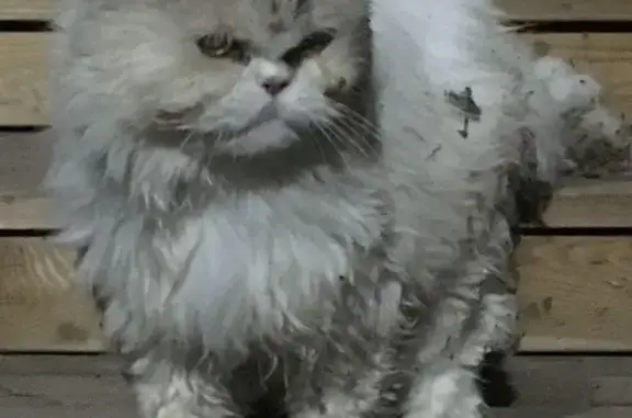 Найдена кошка в плохом состоянии в Казани