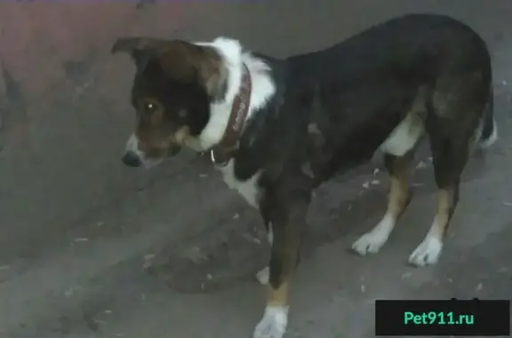 Собака найдена в Автозаводском районе, Н. Новгород.