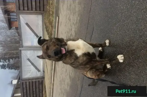 Найдена собака в Истринском районе, порода метис стаффордширского терьера