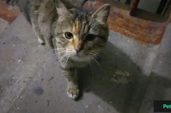 Найдена кошка в п. Васьково, ищем новый дом