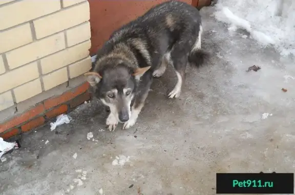 Собака найдена на улице Смирнова в Иваново, ищем владельца.