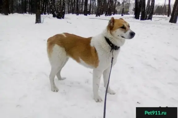 Найдена собака на Киевском шоссе, ищем хозяина.
