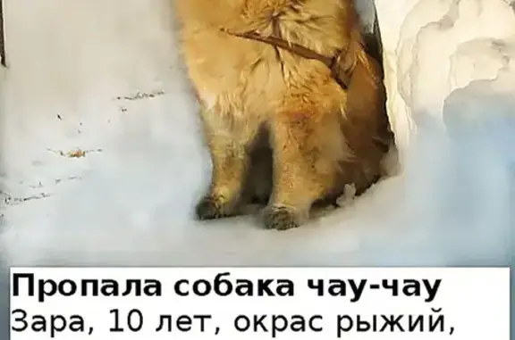 Пропала собака в Знаменском р-оне, Тамбовская обл.