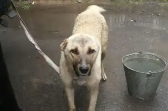 Найдена собака в Таганроге, ищет старого хозяина
