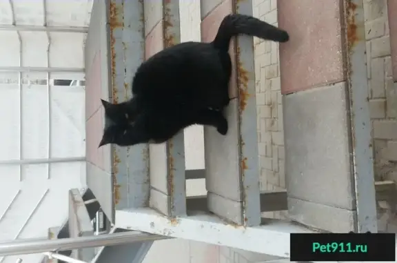 Найден чёрный кот на бул. Энтузиастов, 1Н