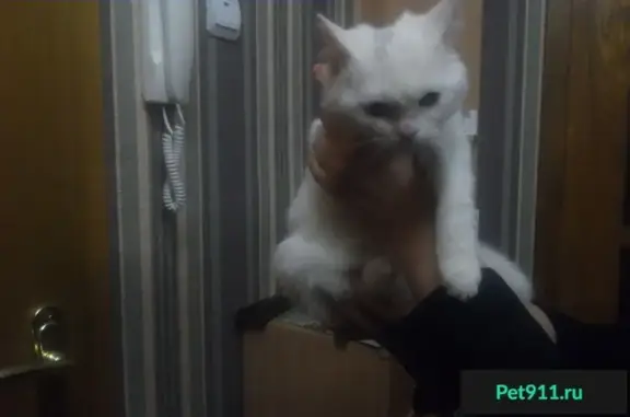 Найдена кошка в Воронеже, похожа на британку
