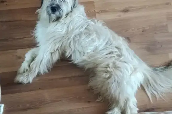 Пропала собака в селе Сосновка, Тольятти
