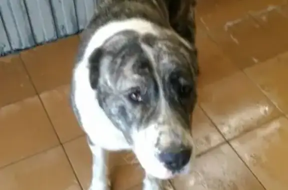 Собака на Ленинском пр-те 145 в Москве найдена