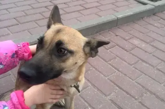 Найден щенок в Подольске, микрорайон Климовск