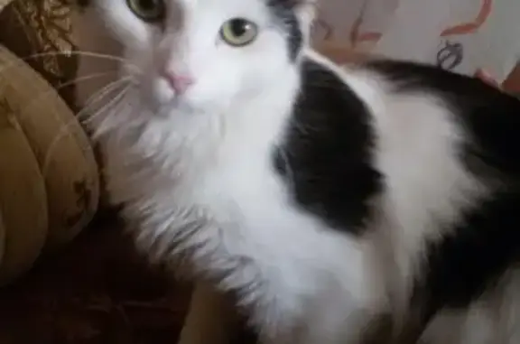 Найден домашний кот на ул. Пушкина 45 в Уфе