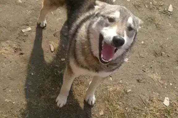Найдена собака в Брянске, западно сибирская лайка