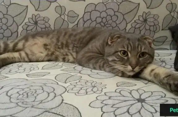 Найдена кошка на Ивановских двориках