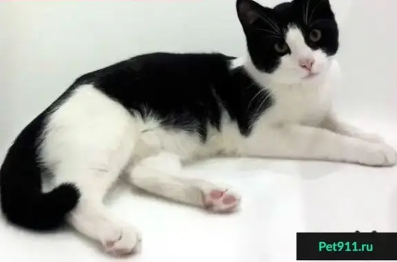 Пропала кошка в Нахабино, ул. Панфилова, 25, окрас черно-белый!