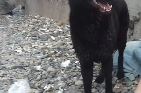 Пропала собака в Владивостоке, вознаграждение за находку.